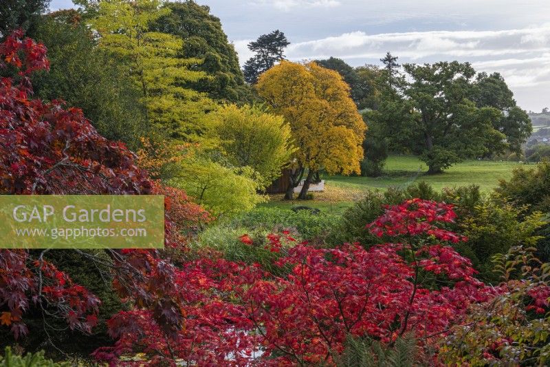 View from the main lawn, over red-leaved Acer japonicum 'Aconitifolium', and Acer palmatum, towards an old oak and, to the left, Acer cappadocicum 'Aureum', a golden Cappadocian maple, and Ulmus americana 'Princeton'.