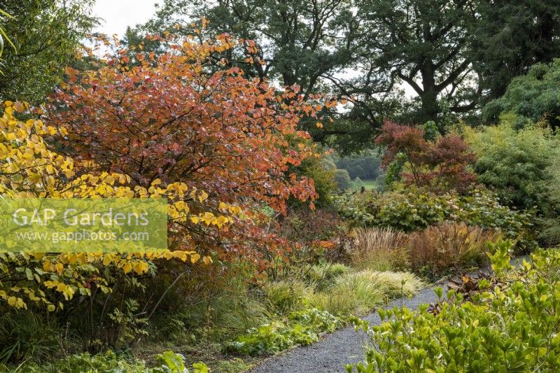 A path passes witch hazels with gold or red autumn foliage, ornamental grasses, ferns and maples.