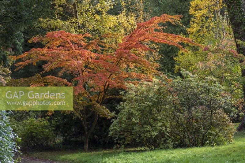 Acer micranthum, small-leaved maple, has green foliage that, in autumn, turns orange, gold and red. Planted in the Azalea Garden.