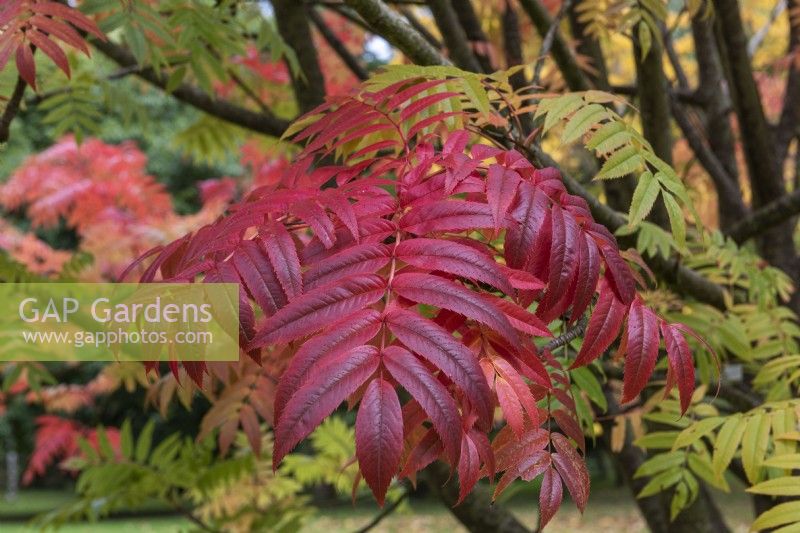 Sorbus ulleungensis 'Olympic Flame, Ulleung Island rowan, has large green leaves made up of many leaflets that, in autumn, turn vibrant reds and oranges.