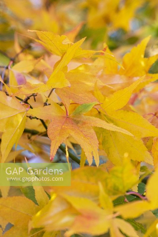Acer palmatum matsumurae, Japanese maple, has green foliage that, in autumn, turns increasingly gold.