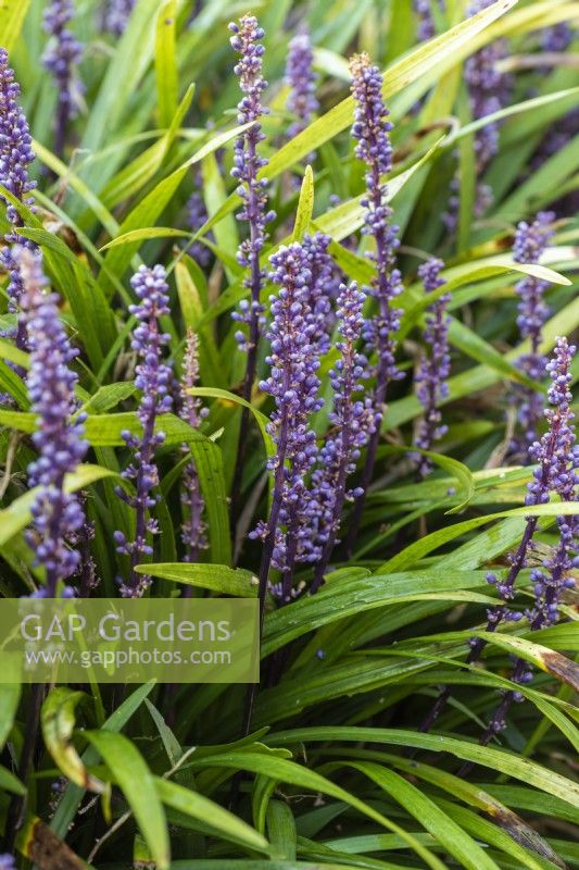 Liriope muscari, Lilyturf, an evergreen perennial with green, strap-like leaves and, in autumn, spikes of bright violet to purple flowers.