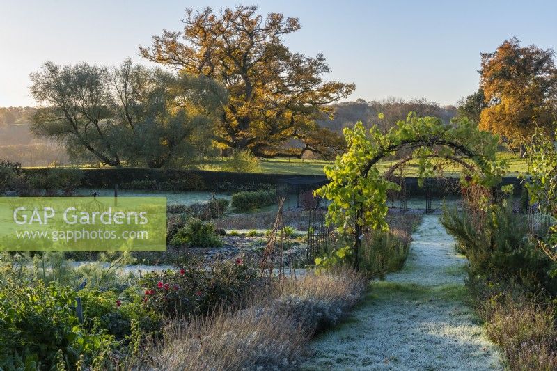 The kitchen garden in late autumn, a path dusted in frost leading down a lavender walk and beneath a vine arch. To the left, vegetable beds, dahlias and apple step-over cordons. In the parkland beyond, dawn sun lights up a great English oak, Quercus robor.
