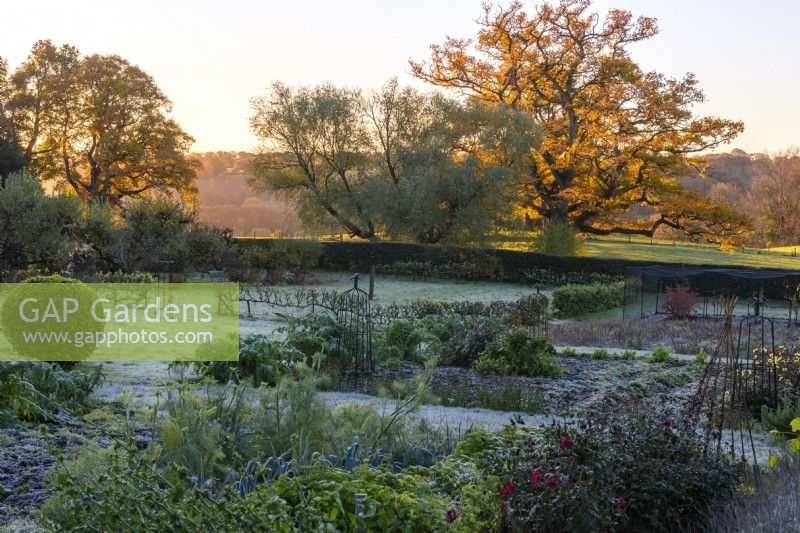 The kitchen garden in late autumn, dusted in frost. Vegetable beds of herbs, leeks and dahlias, with apple step-over cordons beyond. In the parkland beyond, a great English oak, Quercus robor, with golden autumn foliage is illuminated by dawn sun.