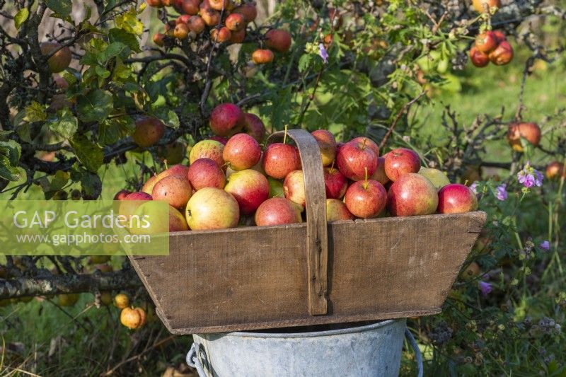 In autumn in the kitchen garden, a wooden trug filled with eating apples.