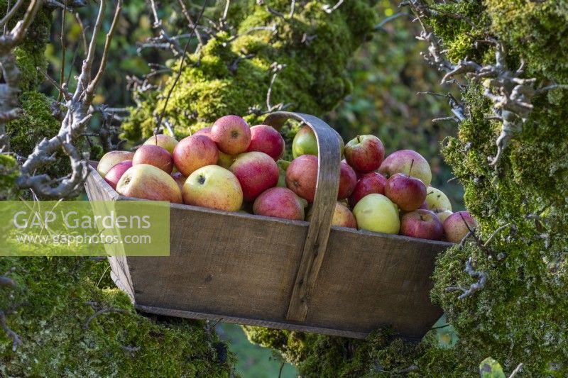 In autumn in the kitchen garden, resting in the crook of an ancient apple tree is a wooden trug filled with eating apples.
