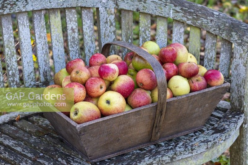 In autumn in the kitchen garden, a wooden trug filled with eating apples.