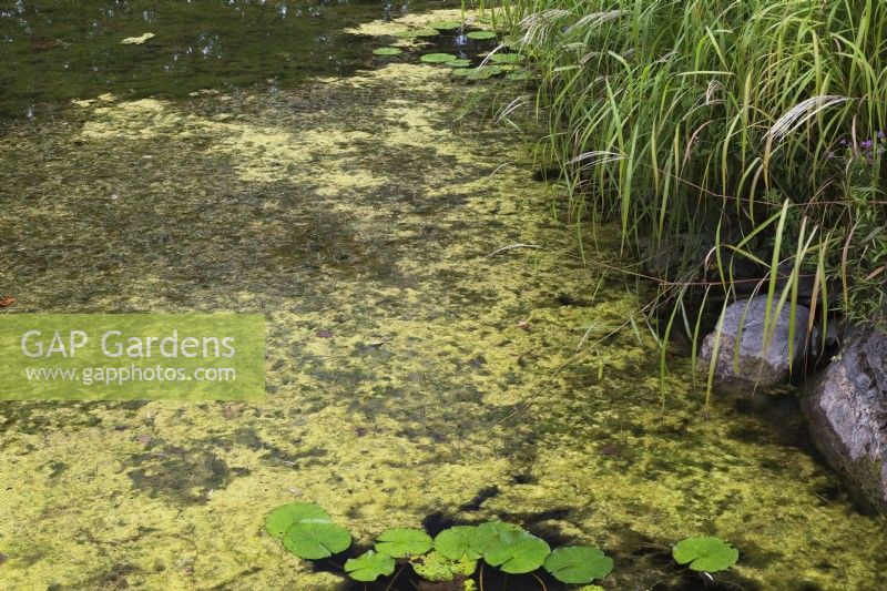 Chlorophyta - Green Algae in pond in late summer - September