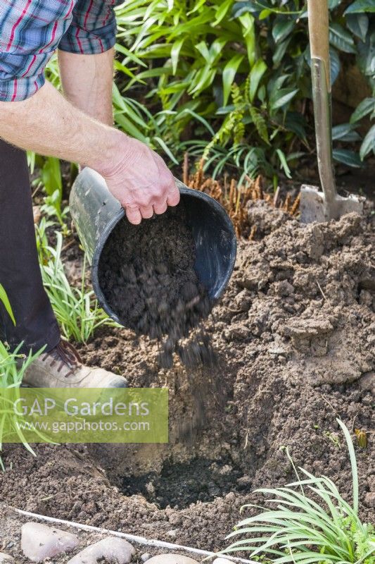 Planting a bare root rose. Step 5 . Add organic matter such as well rotted garden compost or manure to the 
hole.