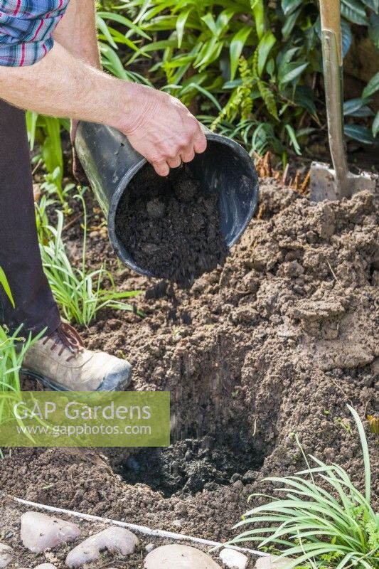 Planting a bare root rose. Step 5. Add organic matter such as well rotted garden compost or manure to the planting hole.