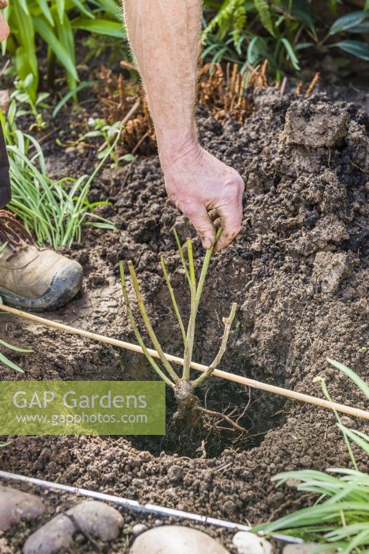 Planting a bare root rose. Step 10. Position rose in the hole and use a stick to ensure that the graft union - the point where the stems meet the roots - is about 5cm - 2 ins- below the surrounding soil lovel.