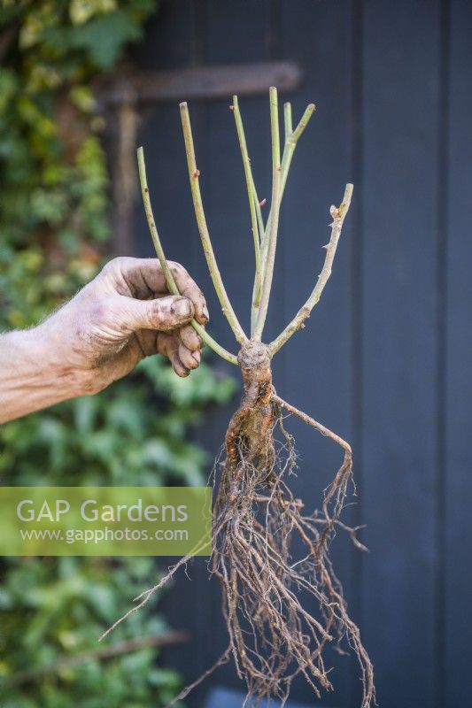 Planting a bare root rose. Step 1. This is an example of a good plant with a well developed root system, lots of fibrous roots and several strong shoots.
