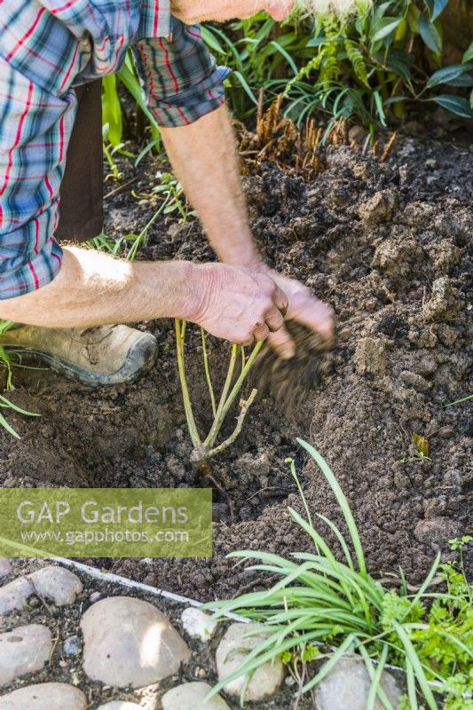 Planting a bare root rose. Step 11. Whilst holding the rose in position make sure that the roots are well spread out and then start to fill soil in around them.