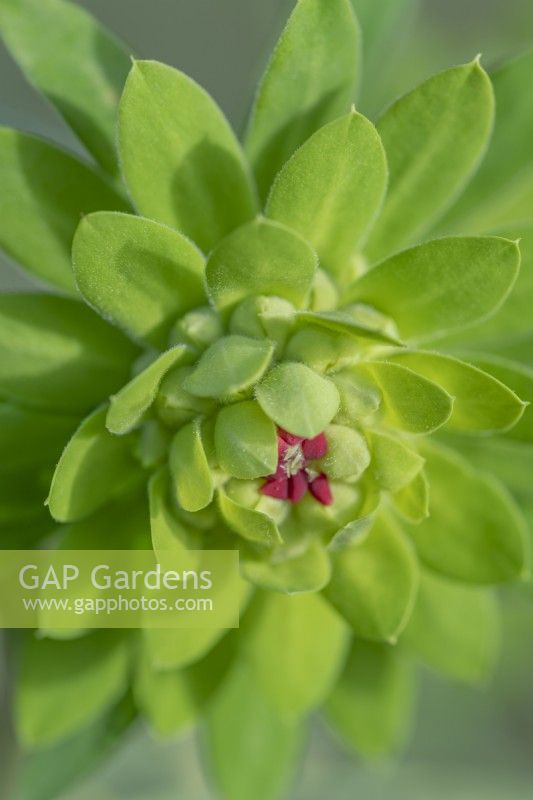 Euphorbia characias 'Black Pearl' leaves and flower buds in Spring - March