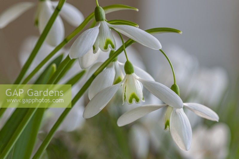 Galanthus nivalis 'Magnet' flowering in early Spring - February