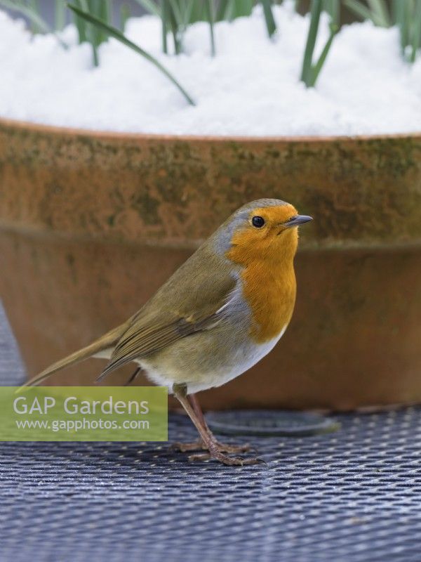 Erithacus rubecula - robin and snow covered plant container