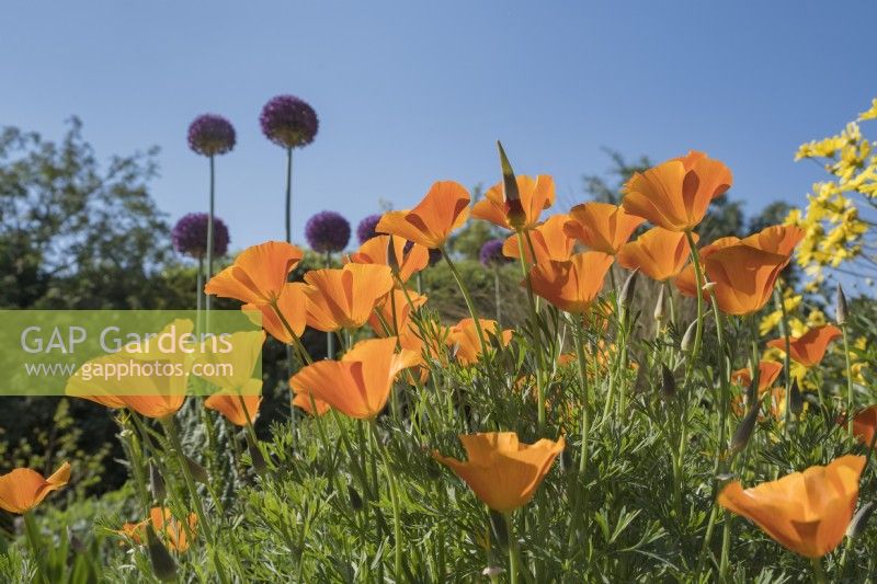 Eschscholzia californica - Californian Poppy and Allium giganteum