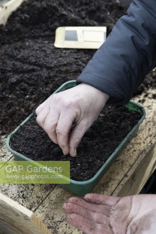 A woman starts to sow aster seeds in a seed tray, on a potting bench. 