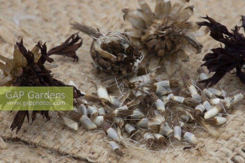 Dried flower heads from cornflower 'Black Ball', centaurea cyanus 'Black Ball', sit behind the seeds that are being collected from the flower heads on a hessian type material.