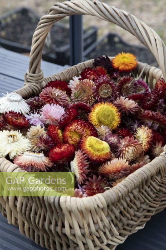A basket of colourful dried flowers sits on greenhouse staging. Helichrysum bracteatum monstrous mixed. 