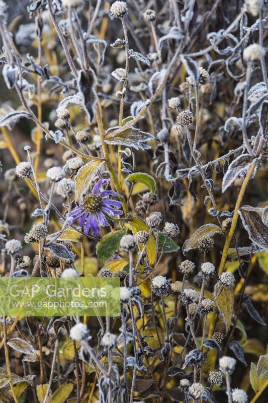 Aster frikartii 'Monch' - frosted seedheads and flower - November.