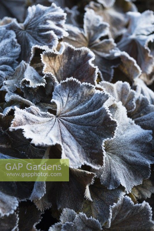 Frosted leaves of Alchemilla mollis - November.