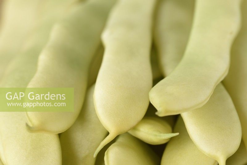 Phaseolus vulgaris  'Golden Gate'  Picked climbing French beans  July
