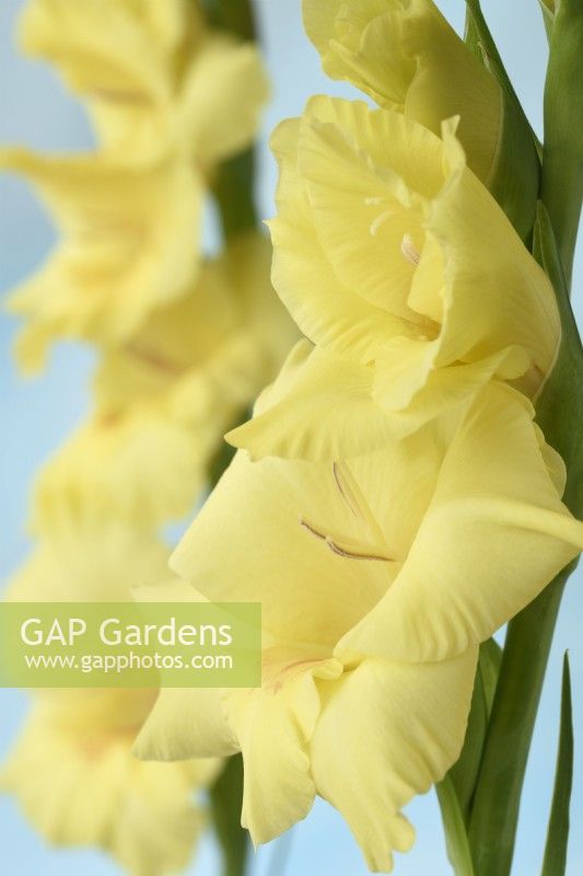 Gladiolus  'Bananarama'  Gladioli  Sword lily  July
