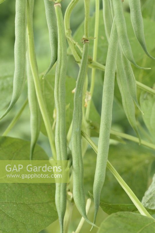 Phaseolus vulgaris  'Mascotte'  Dwarf French bean  August