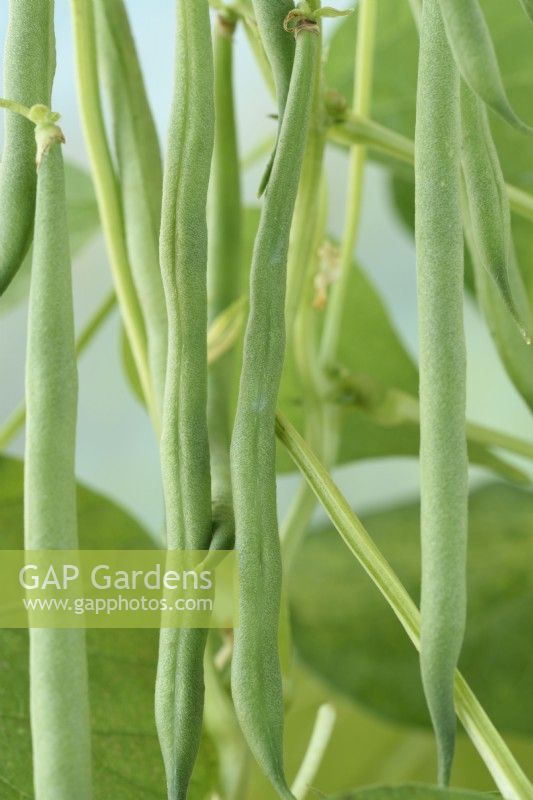 Phaseolus vulgaris  'Mascotte'  Dwarf French bean  August