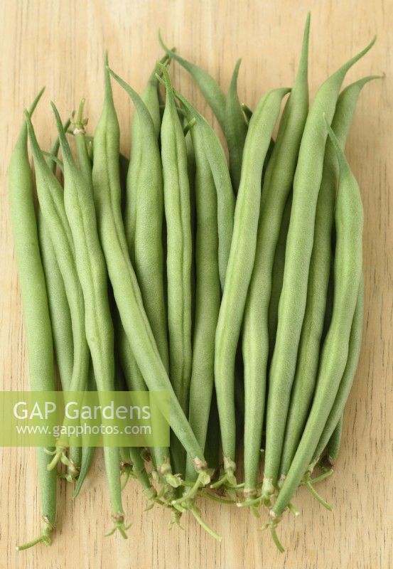 Phaseolus vulgaris  'Mascotte'  Picked dwarf French beans  August
