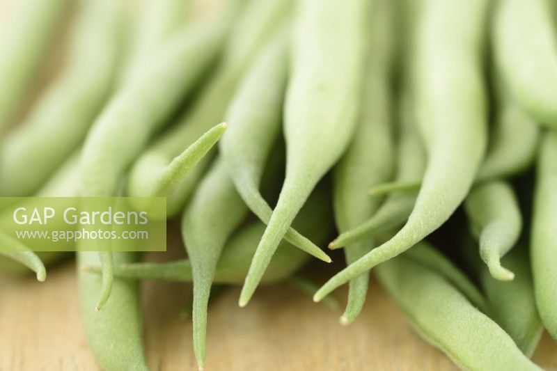 Phaseolus vulgaris  'Mascotte'  Picked dwarf French beans  August
