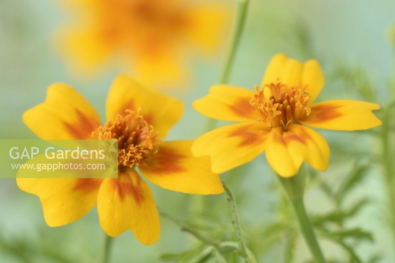 Tagetes tenuifolia  'Golden Gem'  Signet Marigolds  August