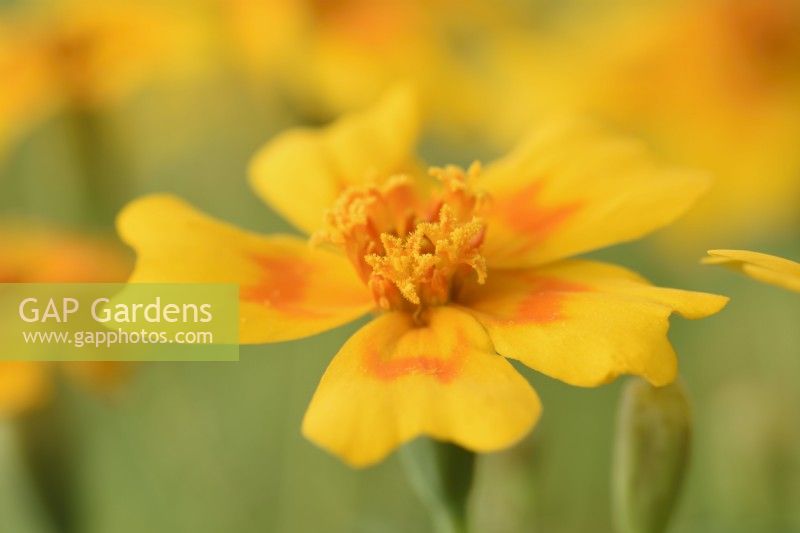Tagetes tenuifolia  'Golden Gem'  Signet Marigolds  August
