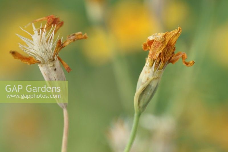Tagetes tenuifolia  'Golden Gem'  Signet Marigolds  Seeds setting when flower dies  September