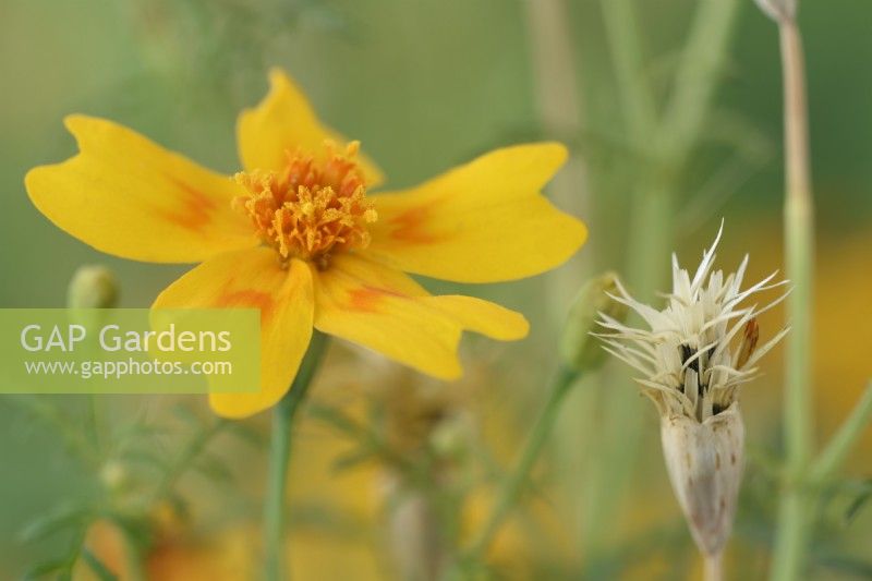 Tagetes tenuifolia  'Golden Gem'  Signet Marigolds  Flower and seeds setting when flower dies  September