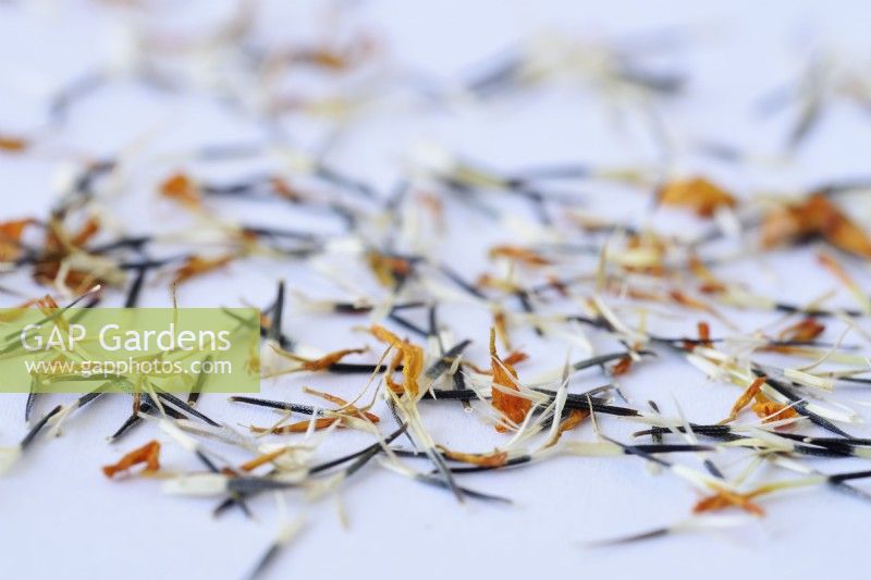 Tagetes tenuifolia  'Golden Gem'  Signet Marigolds  Saved seeds with dead flower petals  September
