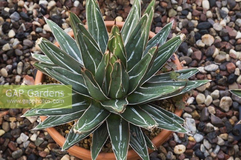 Agave victoria regineae himesanoyuki - Queen Victoria Agave succulent plant growing in terracotta container - September