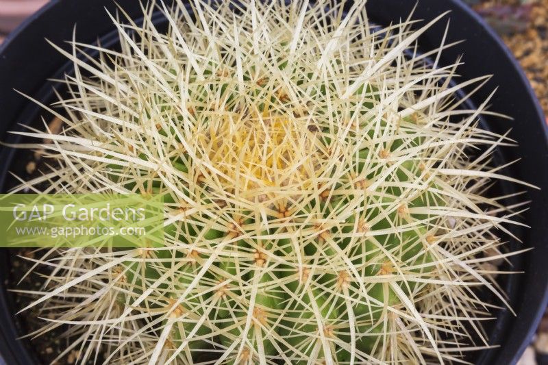 Echinocactus grusonii  - Golden Barrel Cactus or Mother-in-Law's Cushion - September