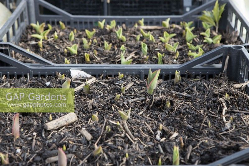 A variety of different tulips grow in large plastic trays, with early shoots coming through at a cut flower farm. 