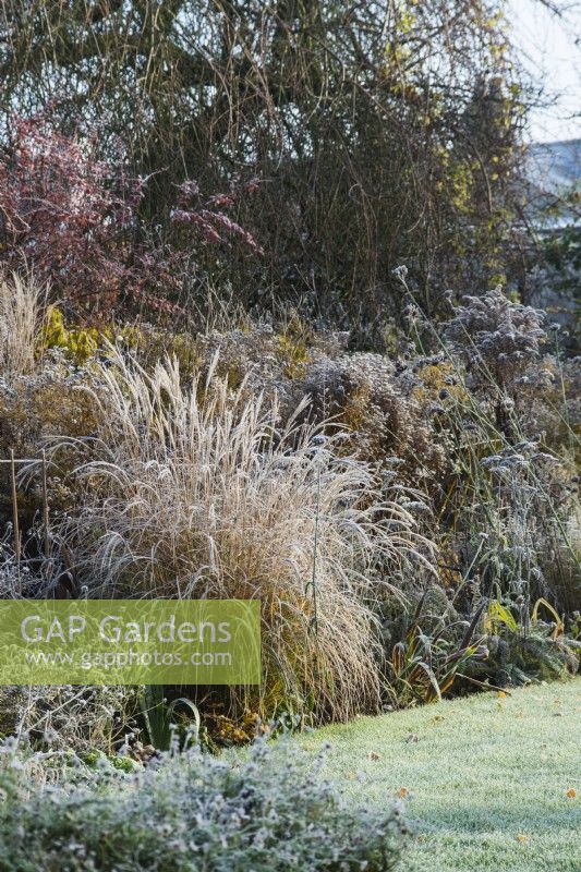 Miscanthus sinensis 'Yakushima Dwarf' with frost, in herbaceous border - November.