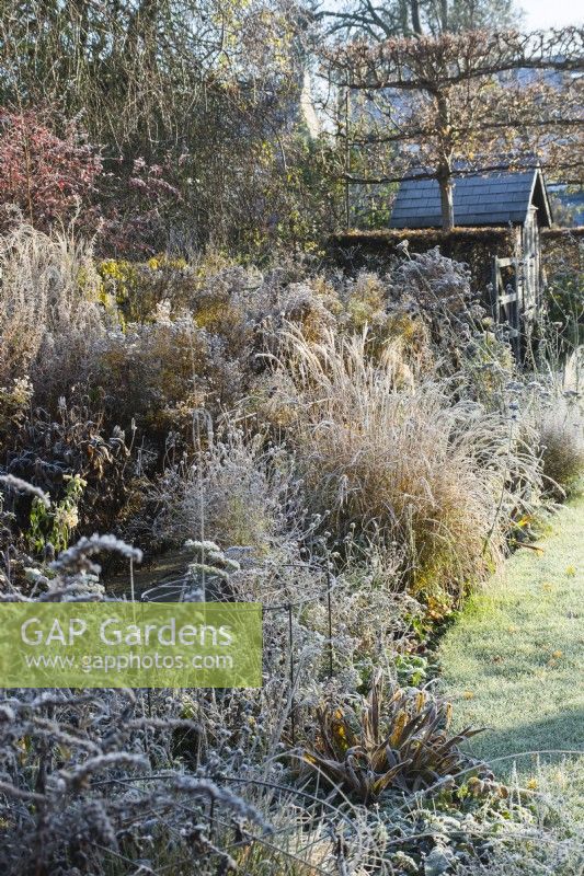 Miscanthus sinensis 'Yakushima Dwarf' amongst herbaceous perennials with frost - November.