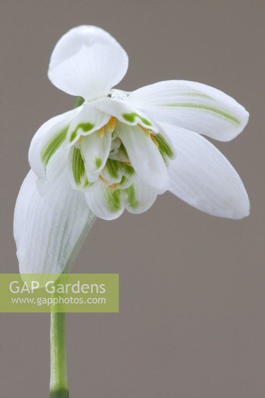 Galanthus nivalis pleniflorus 'Flore Pleno' Snowdrop