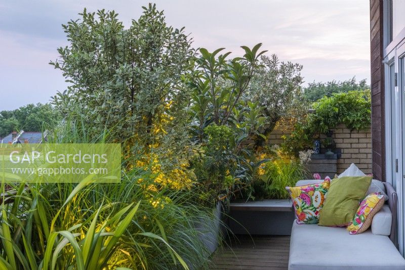 At sunset, a leafy screen on a balcony is created from Pittosporum tenuifolium 'Silver Queen', spurge, loquat and olive trees.