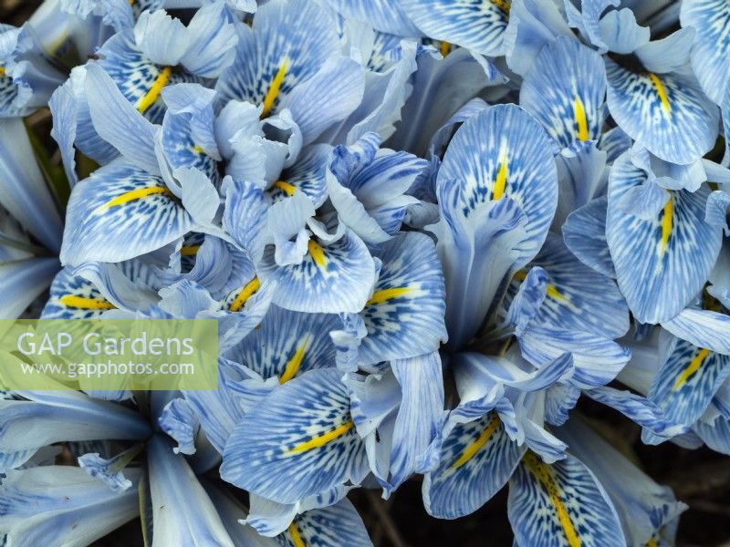  Iris reticulata 'Katharine Hodgkin Mid February Norfolk