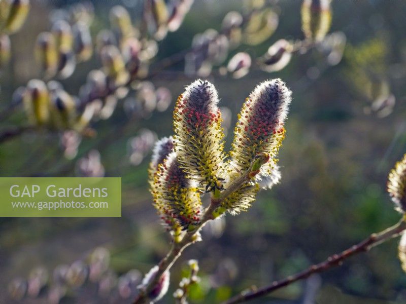 Salix gracilistyla 'Mount Aso' - furry Pussy Willow catkins winter February
