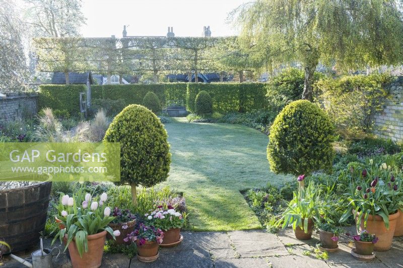 View of frosty garden in spring with lawn, herbacous border with tulips, box topiary, hawthorn hedge - Crataegus monogyna - and pleached field maples - Acer campestre. April