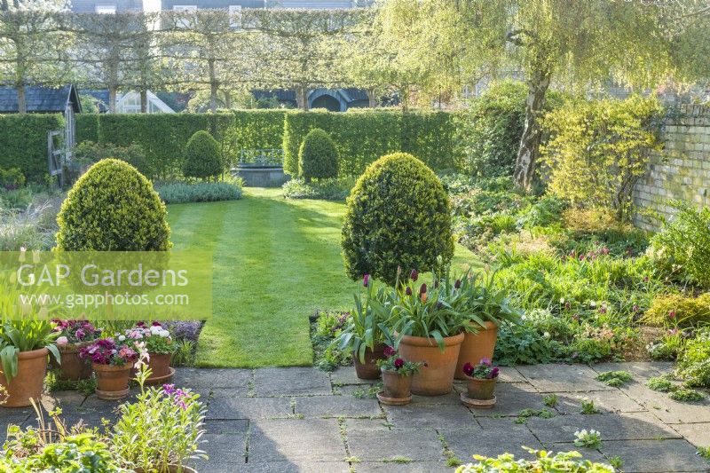View of town garden on a sunlit morning in spring with trees coming into leaf. Containers of tulips and pansies on patio, box topiary, hedges and pleached field maples. April