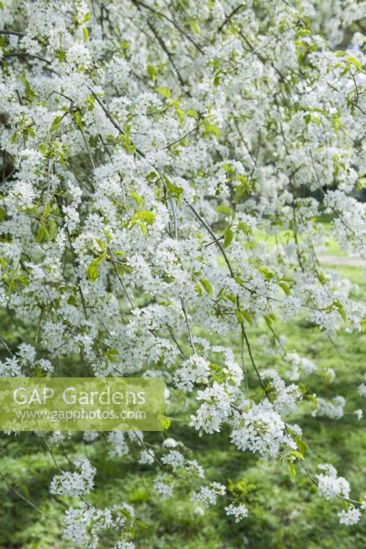 Prunus mahaleb - mahaleb cherry - St. Lucie cherry. Flowers in April