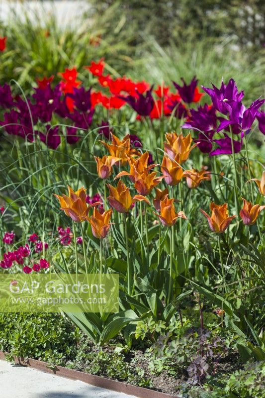 Mixed border with tulips. April. Tulipa 'Request' - triumph tulip - growing with Tulipa 'Purple Dream' and Pieter de Leur' - lily flowered tulips.